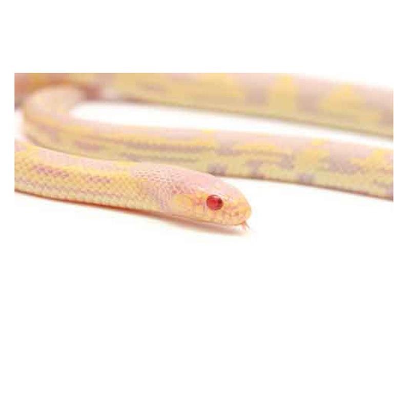 Sarpe Regal de California Albino aberrant - imagine 4